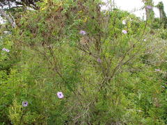 Ipomoea cairica cairica