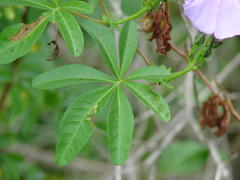 Ipomoea cairica cairica