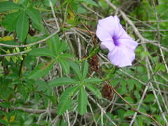 Ipomoea cairica cairica