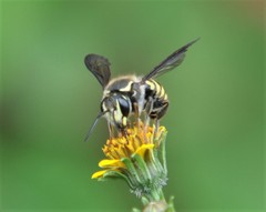 Paranthidium gabbii