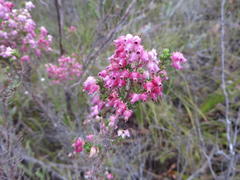 Erica glomiflora glomiflora