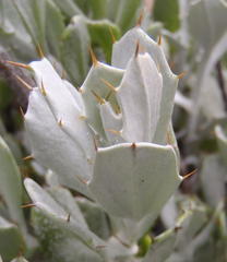 Berkheya cuneata