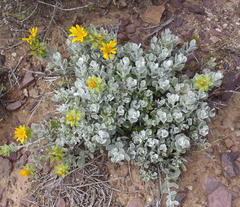 Berkheya cuneata