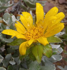Berkheya cuneata