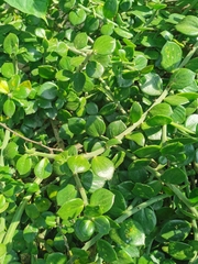 Pereskiopsis diguetii