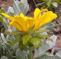 Berkheya cuneata
