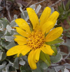 Berkheya cuneata