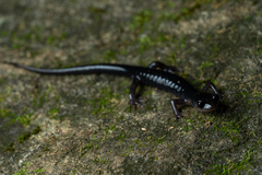 Plethodon amplus