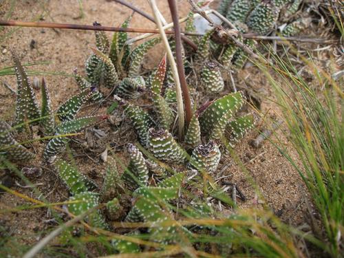 Haworthia minor (Aiton) Duval 3
