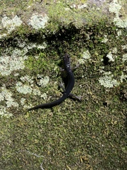 Plethodon amplus