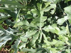 Cussonia paniculata sinuata