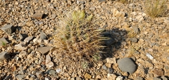 Coryphantha robustispina uncinata