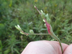 Mompha rufocristatella