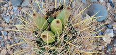 Coryphantha robustispina uncinata
