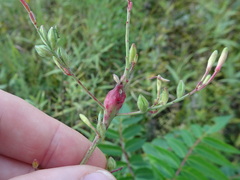 Mompha rufocristatella