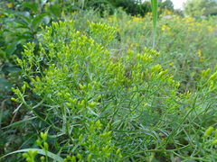 Euthamia gymnospermoides