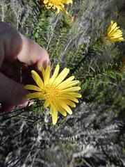 Cullumia carlinoides