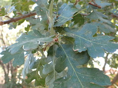 Quercus lobata