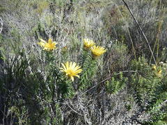 Cullumia carlinoides