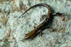 Plethodon petraeus