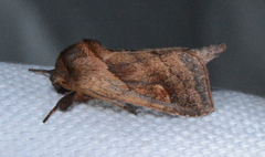 Bellura densa