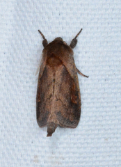 Bellura densa