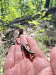 Plethodon petraeus