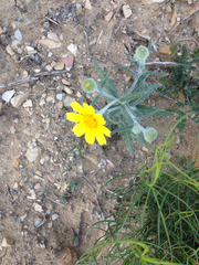 Monolopia lanceolata