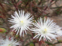 Mesembryanthemum longistylum