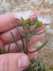 Mesembryanthemum longistylum