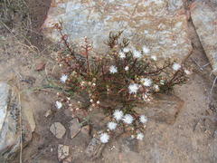 Mesembryanthemum longistylum