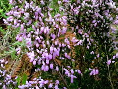 Erica tomentosa