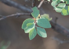 Symphoricarpos rotundifolius parishii