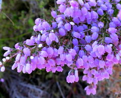 Erica tomentosa