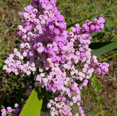 Erica tomentosa