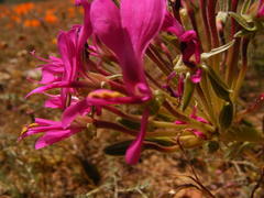 Pelargonium incrassatum