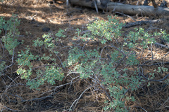 Symphoricarpos rotundifolius parishii