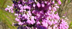 Erica tomentosa