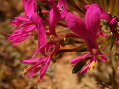 Pelargonium incrassatum