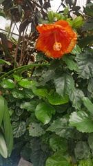 Magnoliopsida