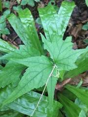 Mitella diphylla