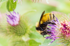 Bombus borealis