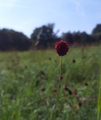 Sanguisorba officinalis