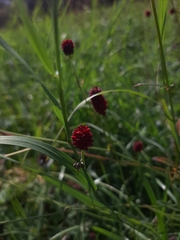 Sanguisorba officinalis