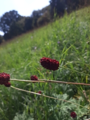 Sanguisorba officinalis