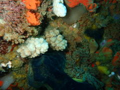 Eunephthya thyrsoidea