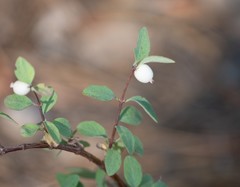 Symphoricarpos rotundifolius parishii