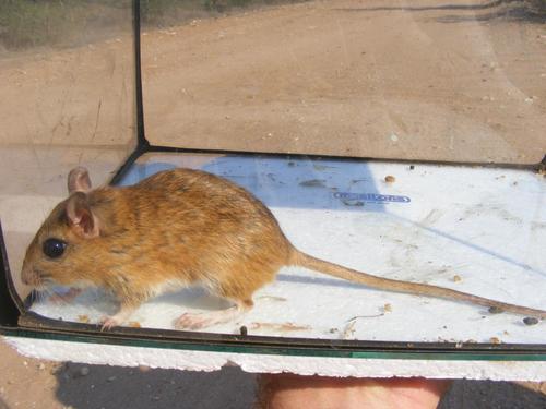 Bushveld Gerbil