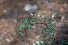Symphoricarpos rotundifolius parishii
