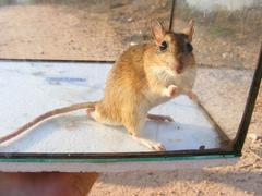 Gerbilliscus leucogaster